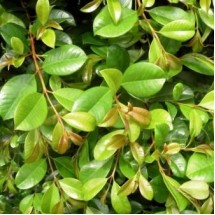 Syzygium australe 'Resilience' - Lilly Pilly